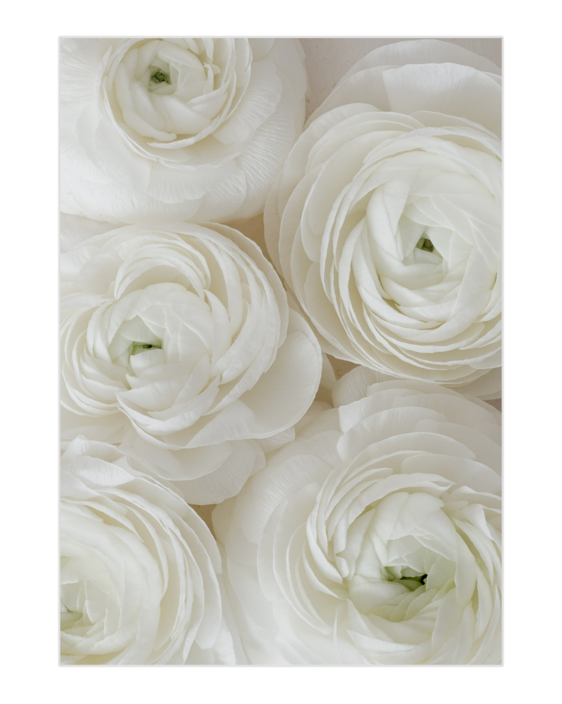 Plakat White Roses - nowoczesny plakat dekoracyjny