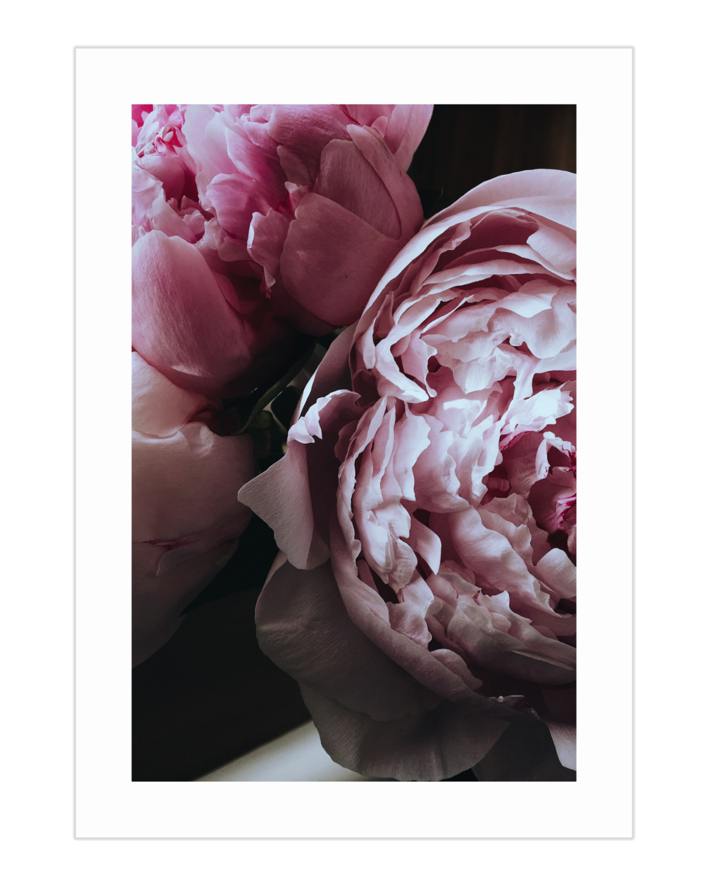 Plakat Peonies - 02 - nowoczesny plakat dekoracyjny