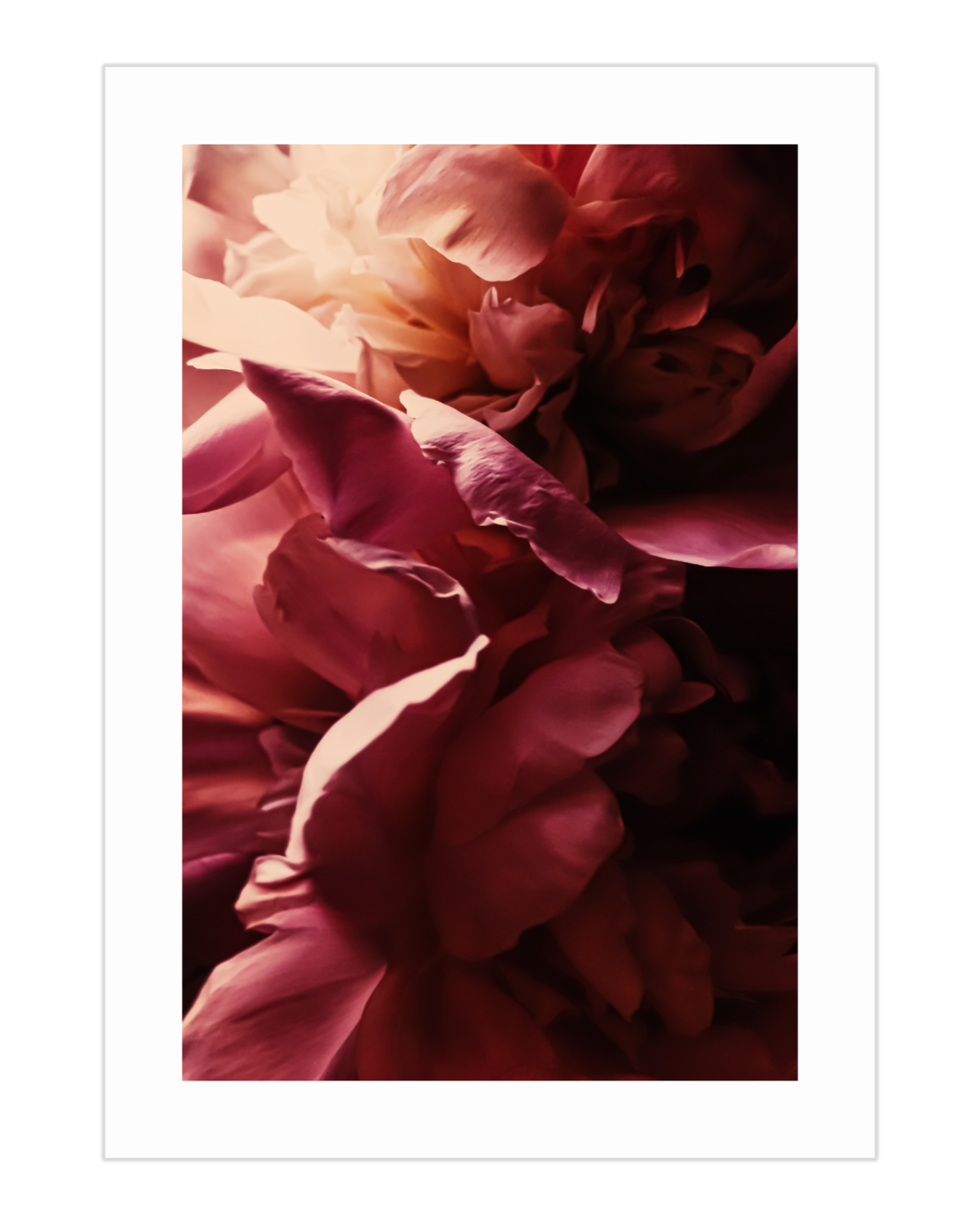 Plakat Viva Magenta Flower - 02 - nowoczesny plakat dekoracyjny