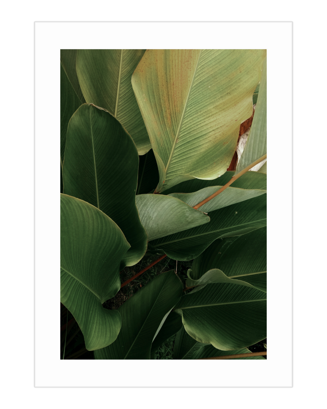 Plakat Big Leaves - nowoczesny plakat dekoracyjny