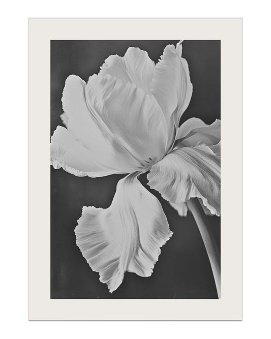 Plakat Bloom - nowoczesny plakat dekoracyjny